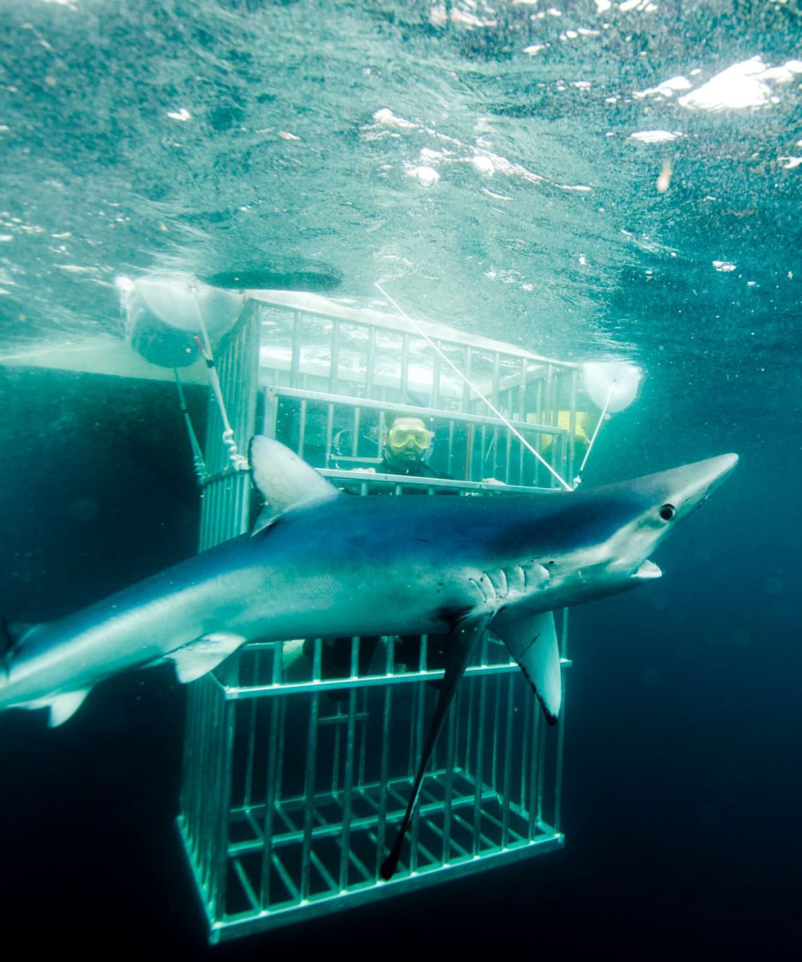 An image of a california shark diving participant in a shark cage with california sharks