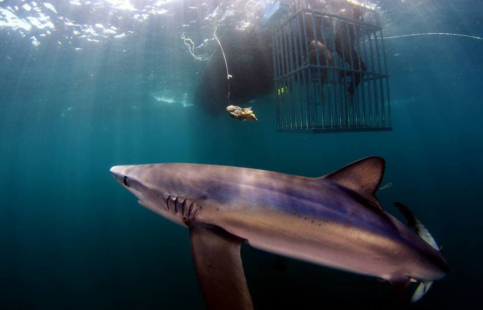 An image of a shark with a smile on its face with California Shark Diving...meet the sharks