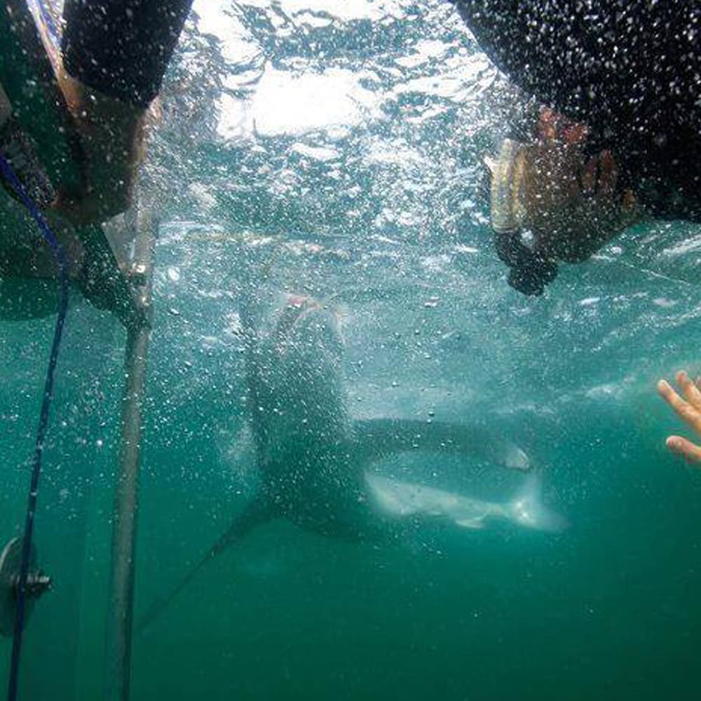 An image of the action on a California Shark Diving adventure.