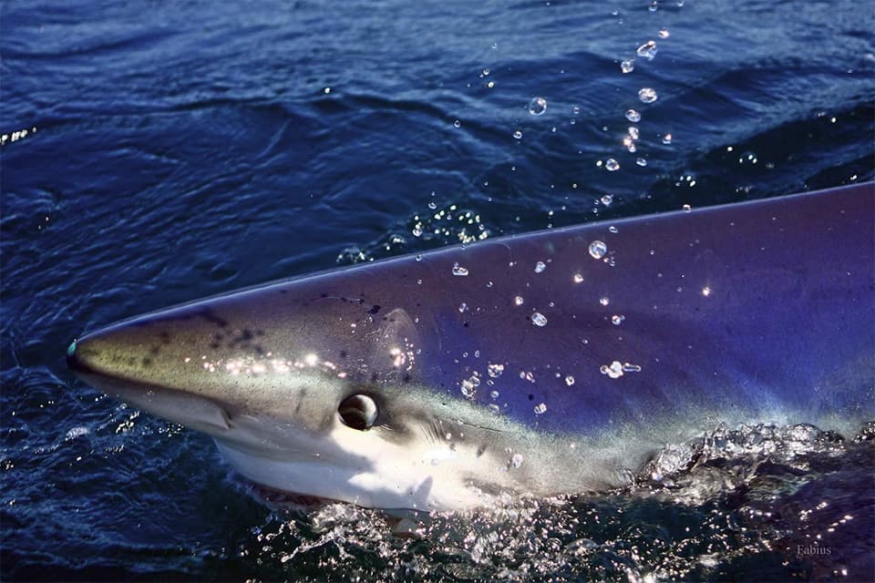 An image of a shark at the surface of the water. 