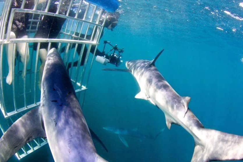 An image of california shark diving trips with information about California Shark Diving