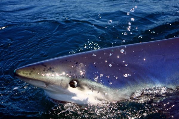An image of a blue shark in the wild on the surface of the ocean. 