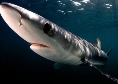 An image of a shark close up and personal with a film team in california.
