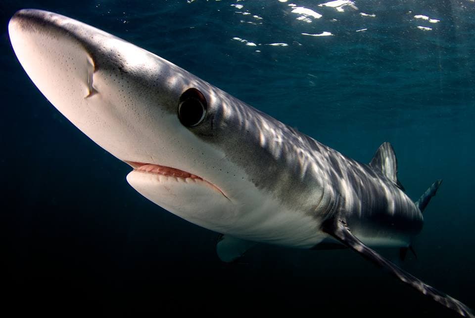An image of a shark close up and personal with a film team in california. 