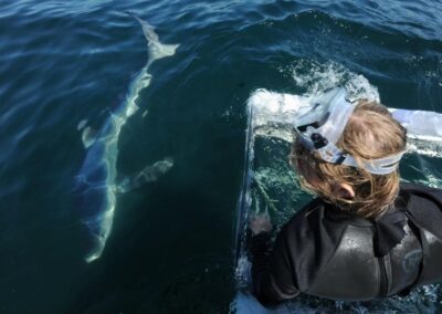 An image of a california shark diver sitting on a shark cage as a shark goes by.