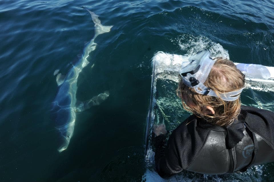 An image of a california shark diver sitting on a shark cage as a shark goes by. 