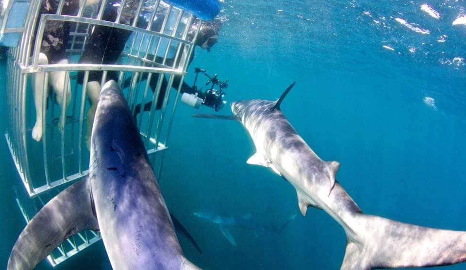 An image of sharks near a cage with filming going on. 