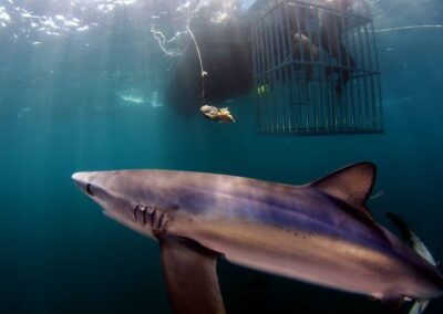 AN image of our boat in action on a shark diving adventure in California.